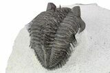 Tower-Eyed Erbenochile Trilobite - Ou Driss, Morocco #254076-4